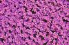 Pinks flowers