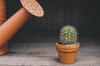 Cactus with watering can 